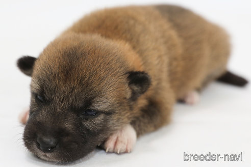 成約済の神奈川県の柴犬-325883の3枚目